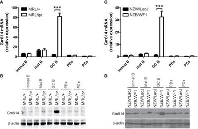 Gm614 Protects Germinal Center B Cells From Death by Suppressing Caspase-1 Transcription in Lupus-Prone Mice